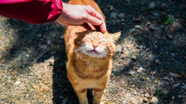 Pogłaszcz kota w tym miejscu. Zwierzak będzie..