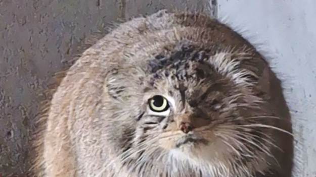 Bożenka odnaleziona! Zoo w Poznaniu przekazało..