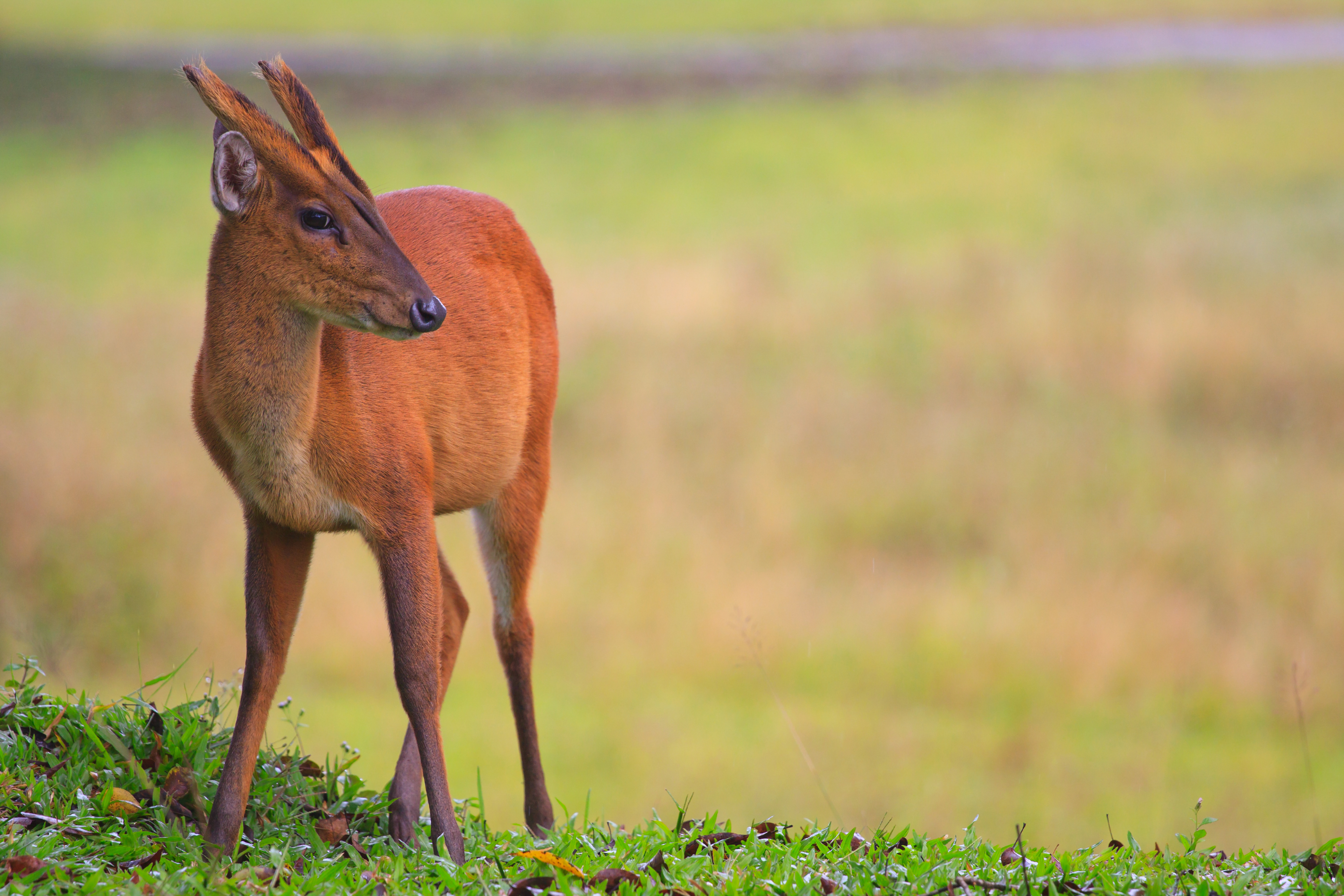 Mundżak, Munjak, Barking Deer